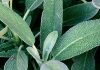 Sage