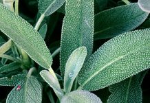 Sage