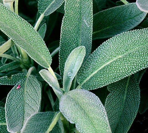 Sage