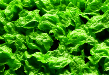 Chlorofyl jako superpotravina: Pravda nebo mýtus? Chlorofyl jako superpotravina: Pravda nebo mýtus?