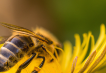 Včelí pyl: Jeho výživový význam Včelí pyl: Jeho výživový význam
