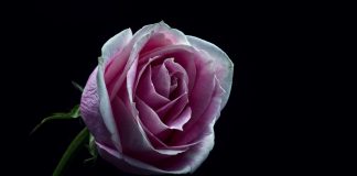 Ostropestřec mariánský: Účinky a správné dávkování Ostropestřec mariánský: Účinky a správné dávkování