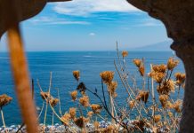 Hlíva ústřičná: Vliv na zdraví a její účinky Hlíva ústřičná: Vliv na zdraví a její účinky