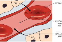 Darování krve a plazmy: Rizika a výhody Darování krve a plazmy: Rizika a výhody