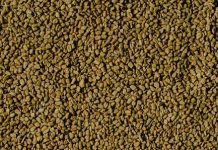 Pískavice: Vliv na testosteron a libido Pískavice: Vliv na testosteron a libido