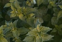 Píchání v boku při běhu: Jak se s ním vypořádat? Píchání v boku při běhu: Jak se s ním vypořádat?