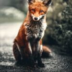 Carnivore dieta: Výživa založená na masu v novém světle Carnivore dieta: Výživa založená na masu v novém světle