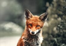Carnivore dieta: Výživa založená na masu v novém světle Carnivore dieta: Výživa založená na masu v novém světle