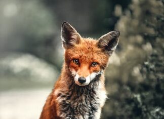Carnivore dieta: Výživa založená na masu v novém světle Carnivore dieta: Výživa založená na masu v novém světle
