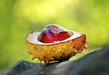 Nejlepší podzimní plody: čím prospívají zdraví a jak je zpracovat Nejlepší podzimní plody: čím prospívají zdraví a jak je zpracovat