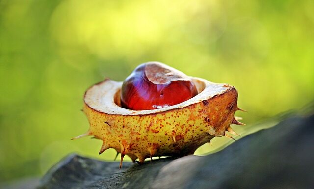 Nejlepší podzimní plody: čím prospívají zdraví a jak je zpracovat Nejlepší podzimní plody: čím prospívají zdraví a jak je zpracovat