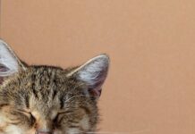 Vliv vyšší konzumace vody ve večerních hodinách na kvalitu spánku Vliv vyšší konzumace vody ve večerních hodinách na kvalitu spánku