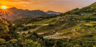 Rýže jako klíčový prvek v fitness stravě: Skutečnost nebo mýtus?