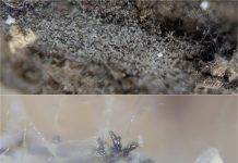 Cordyceps – Tajemná Houba: Co o ní víme? Cordyceps – Tajemná Houba: Co o ní víme?