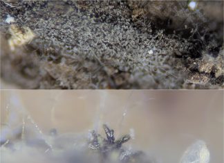 Cordyceps – Tajemná Houba: Co o ní víme? Cordyceps – Tajemná Houba: Co o ní víme?