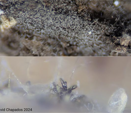 Cordyceps – Tajemná Houba: Co o ní víme? Cordyceps – Tajemná Houba: Co o ní víme?