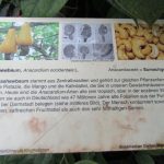 Ořechová másla a krémy: Správný výběr a jejich role při hubnutí Ořechová másla a krémy: Správný výběr a jejich role při hubnutí