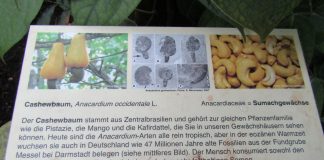 Ořechová másla a krémy: Správný výběr a jejich role při hubnutí