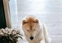 Proč se více potím při tréninku a jak to ovlivňuje spalování tuku? Proč se více potím při tréninku a jak to ovlivňuje spalování tuku?