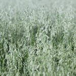 Avena Sativa vs. Oves Setý: Zvyšte Svou Hladinu Testosteronu Avena Sativa vs. Oves Setý: Zvyšte Svou Hladinu Testosteronu