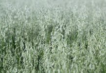 Avena Sativa vs. Oves Setý: Zvyšte Svou Hladinu Testosteronu Avena Sativa vs. Oves Setý: Zvyšte Svou Hladinu Testosteronu