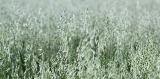 Avena Sativa vs. Oves Setý: Zvyšte Svou Hladinu Testosteronu Avena Sativa vs. Oves Setý: Zvyšte Svou Hladinu Testosteronu