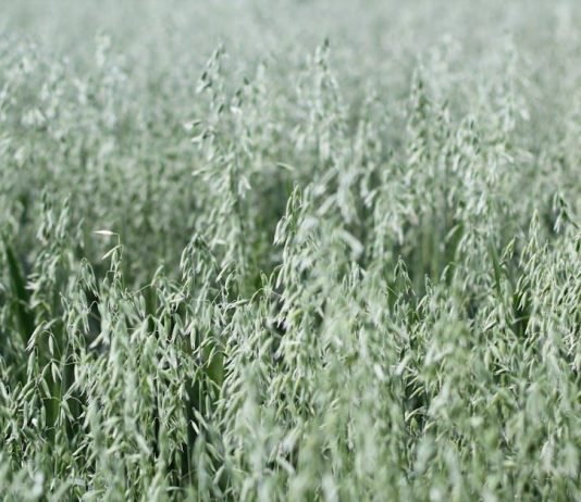 Avena Sativa vs. Oves Setý: Zvyšte Svou Hladinu Testosteronu Avena Sativa vs. Oves Setý: Zvyšte Svou Hladinu Testosteronu