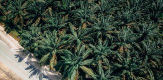 Fakta o Palmovém Oleji: Škodí Pouze Přírodě Nebo i Nám? Fakta o Palmovém Oleji: Škodí Pouze Přírodě Nebo i Nám?