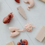 Ledviny, Kreatin a Fyzická Aktivita: Jak Ovlivňují Krevní Testy Ledviny, Kreatin a Fyzická Aktivita: Jak Ovlivňují Krevní Testy