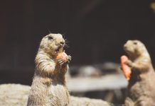 Varování před Nesmyslnými Dietami od Fitness Vzorů: Poznejte Rizika Varování před Nesmyslnými Dietami od Fitness Vzorů: Poznejte Rizika