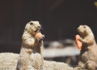 Varování před Nesmyslnými Dietami od Fitness Vzorů: Poznejte Rizika Varování před Nesmyslnými Dietami od Fitness Vzorů: Poznejte Rizika