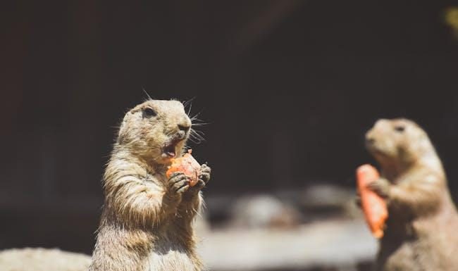 Varování před Nesmyslnými Dietami od Fitness Vzorů: Poznejte Rizika Varování před Nesmyslnými Dietami od Fitness Vzorů: Poznejte Rizika