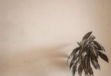 Stévie versus sukralóza: Které sladidlo je zdravější? Stévie versus sukralóza: Které sladidlo je zdravější?