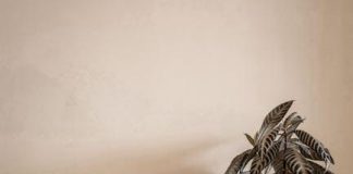 Stévie versus sukralóza: Které sladidlo je zdravější? Stévie versus sukralóza: Které sladidlo je zdravější?