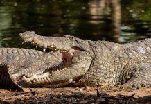 Tribulus Terrestris: Účinky a Dávkování Tribulus Terrestris: Účinky a Dávkování