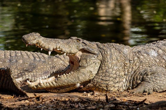 Tribulus Terrestris: Účinky a Dávkování