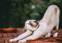 Strečink ve cvičební rutině: Jaký strečink volit a proč Strečink ve cvičební rutině: Jaký strečink volit a proč