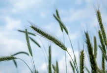 Vliv lepku na zdraví: 6 otázek a odpovědí o lepku Vliv lepku na zdraví: 6 otázek a odpovědí o lepku