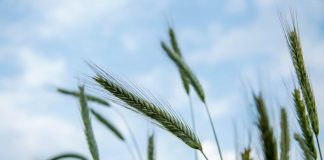 Vliv lepku na zdraví: 6 otázek a odpovědí o lepku Vliv lepku na zdraví: 6 otázek a odpovědí o lepku