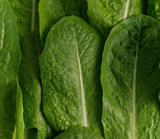 Veganství: Je To Zdravé? Pro a Proti Dietnímu Režimu, Který Přerostl v Životní Styl Veganství: Je To Zdravé? Pro a Proti Dietnímu Režimu, Který Přerostl v Životní Styl