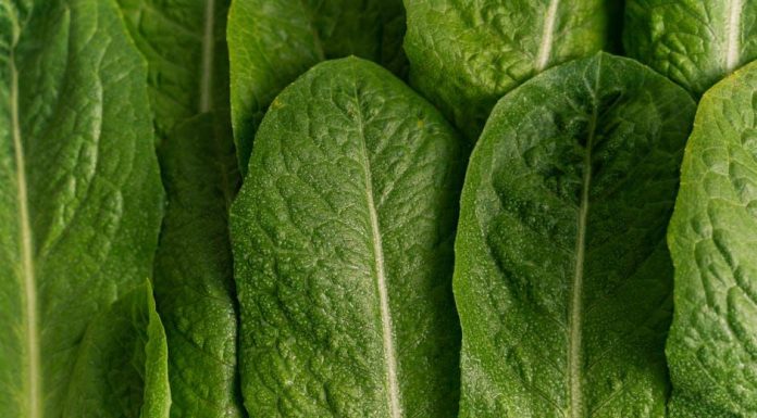 Veganství: Je To Zdravé? Pro a Proti Dietnímu Režimu, Který Přerostl v Životní Styl Veganství: Je To Zdravé? Pro a Proti Dietnímu Režimu, Který Přerostl v Životní Styl