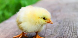 Kuřecí Maso: Mýtus o Hormonech a Antibiotikách nebo Skutečné Nebezpečí? Kuřecí Maso: Mýtus o Hormonech a Antibiotikách nebo Skutečné Nebezpečí?