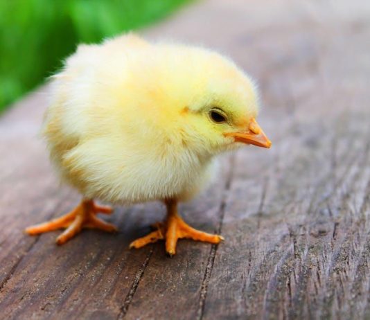Kuřecí Maso: Mýtus o Hormonech a Antibiotikách nebo Skutečné Nebezpečí? Kuřecí Maso: Mýtus o Hormonech a Antibiotikách nebo Skutečné Nebezpečí?